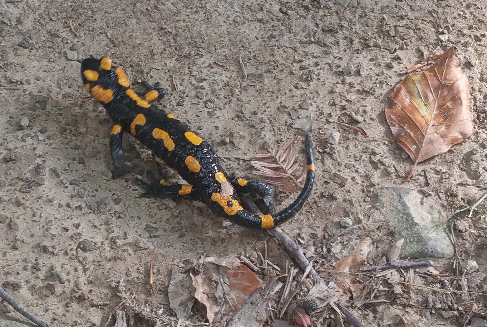 spotted salamander